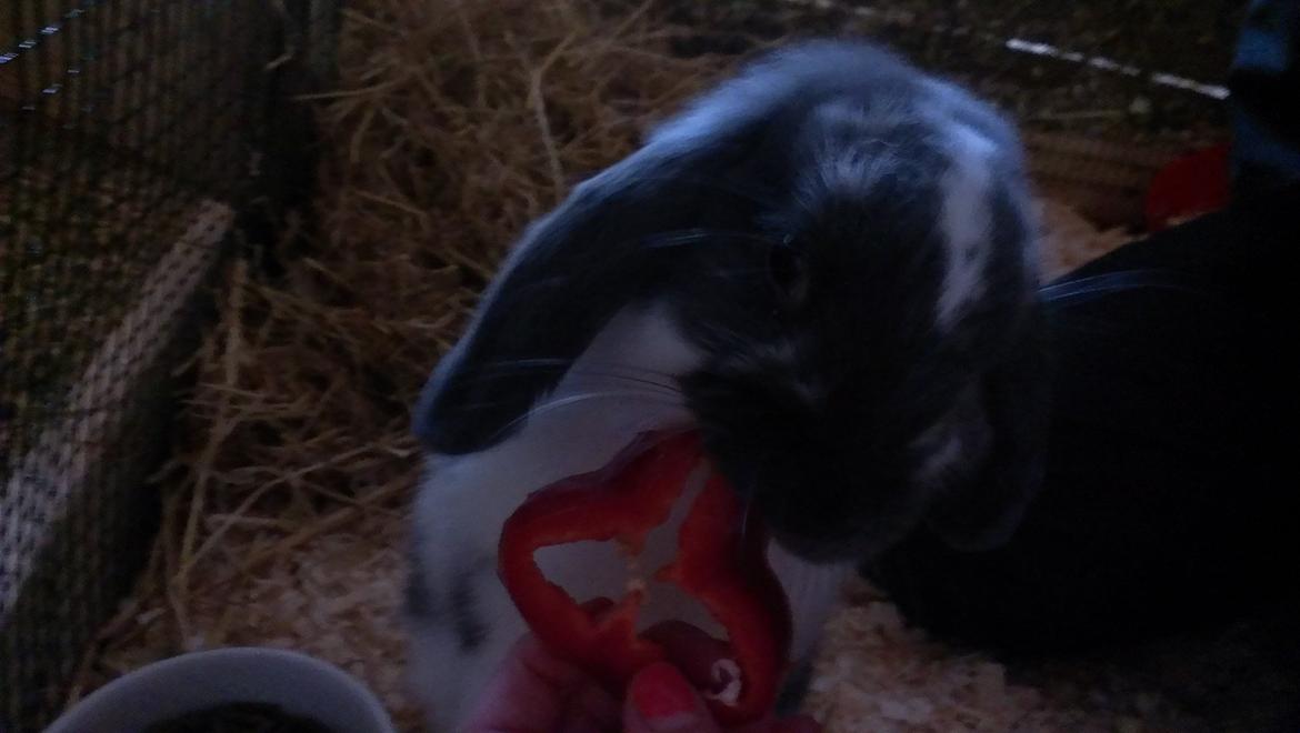 Kanin Birkegades Sofus billede 14