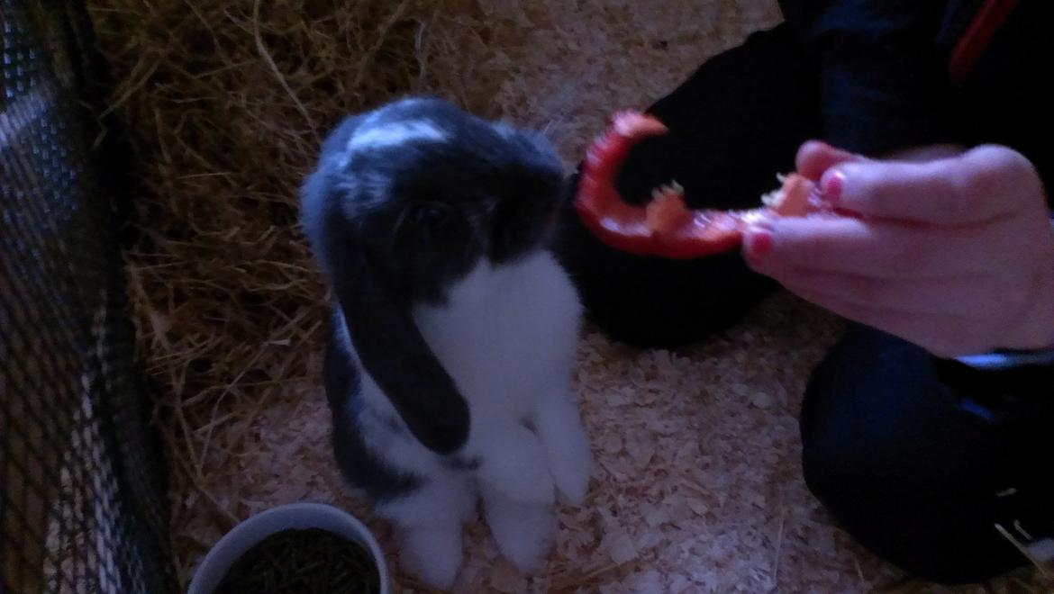 Kanin Birkegades Sofus billede 15