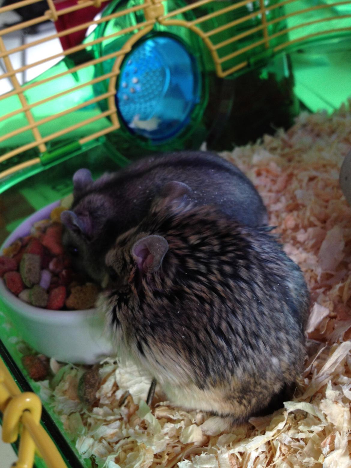 Dværghamster Kolle billede 3