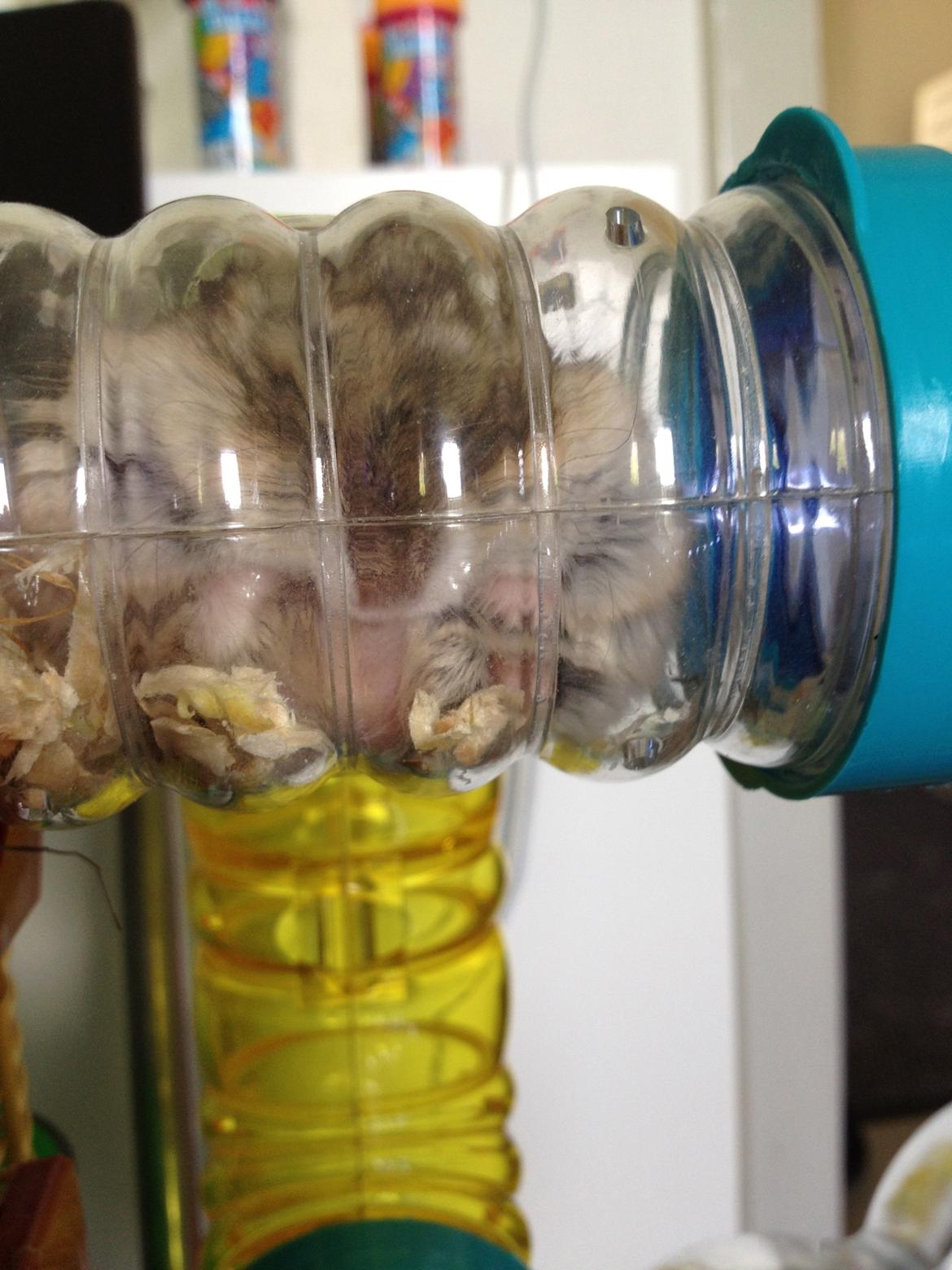 Dværghamster Kolle - Kolle der sover i røret (: billede 4