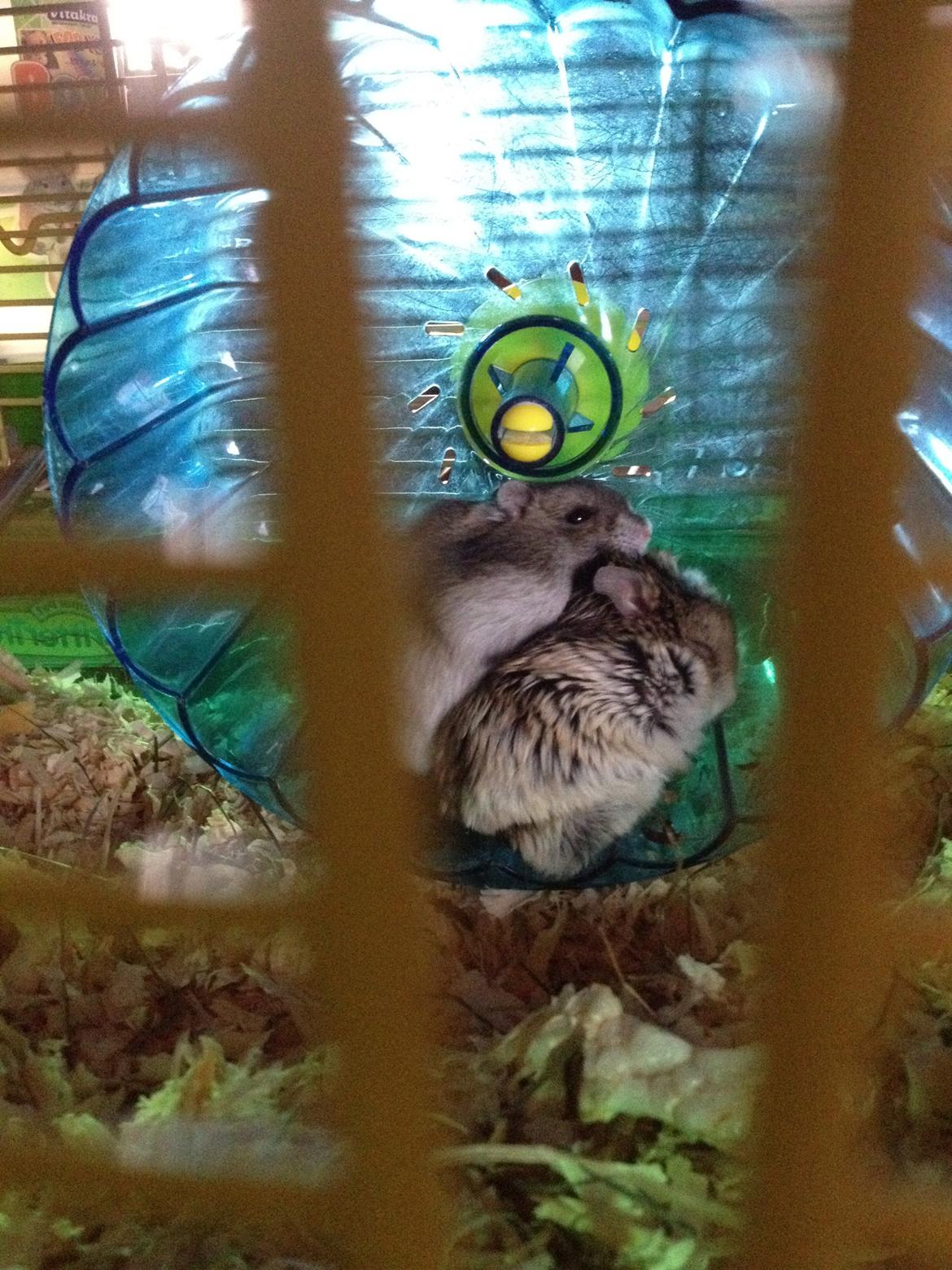 Dværghamster Kolle - Georg og Kolle der hygger i hjulet (: billede 5