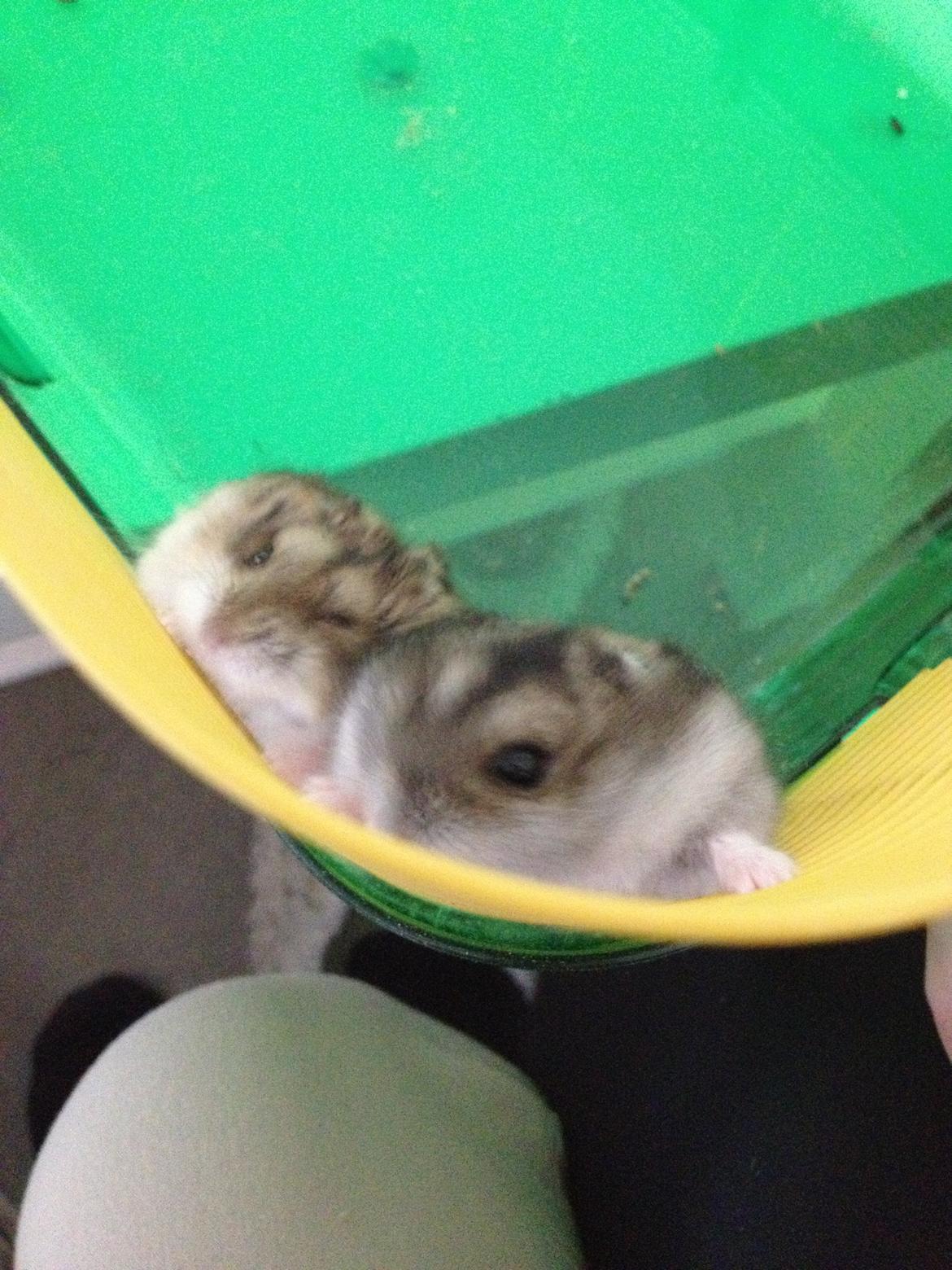 Dværghamster Kolle billede 6