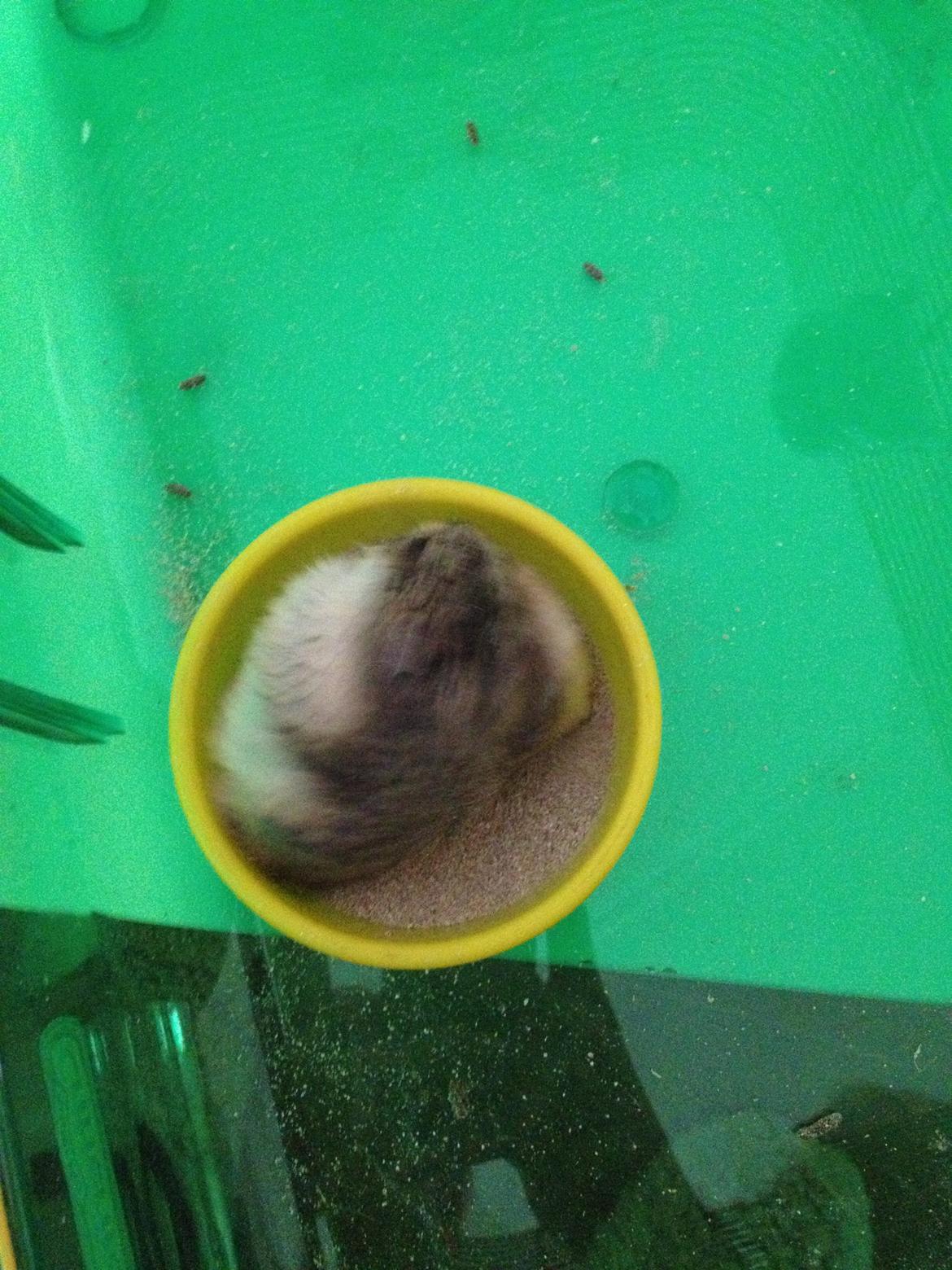 Dværghamster Kolle billede 7