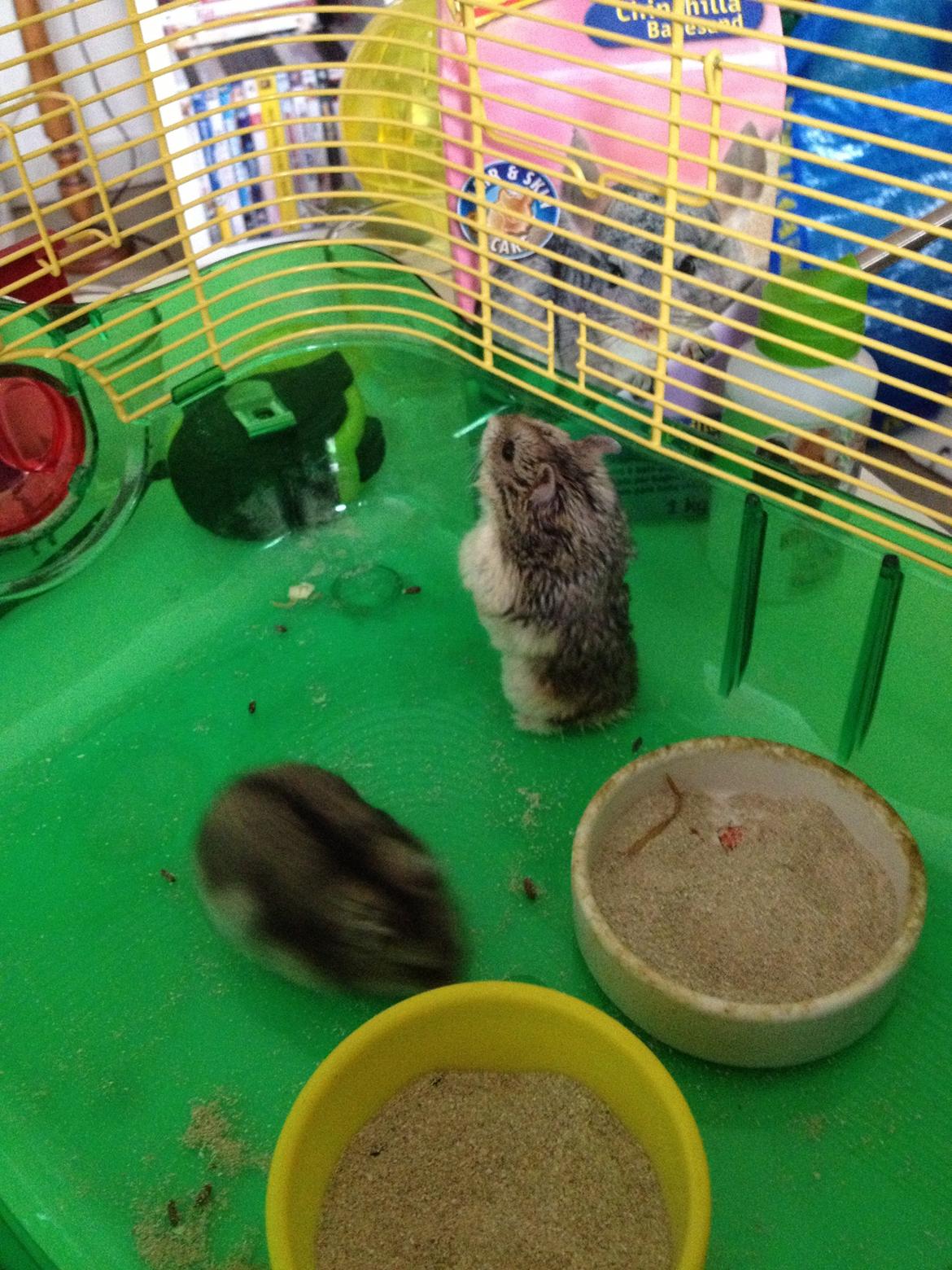 Dværghamster Kolle billede 8