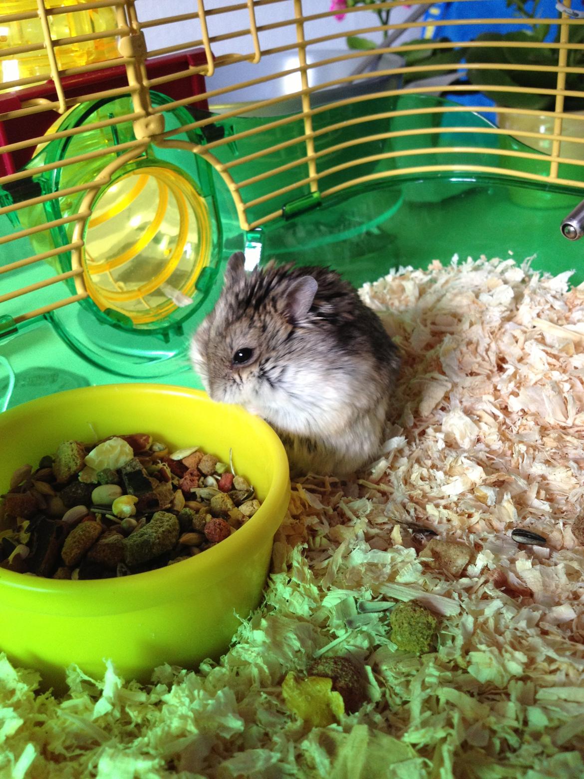 Dværghamster Kolle billede 9