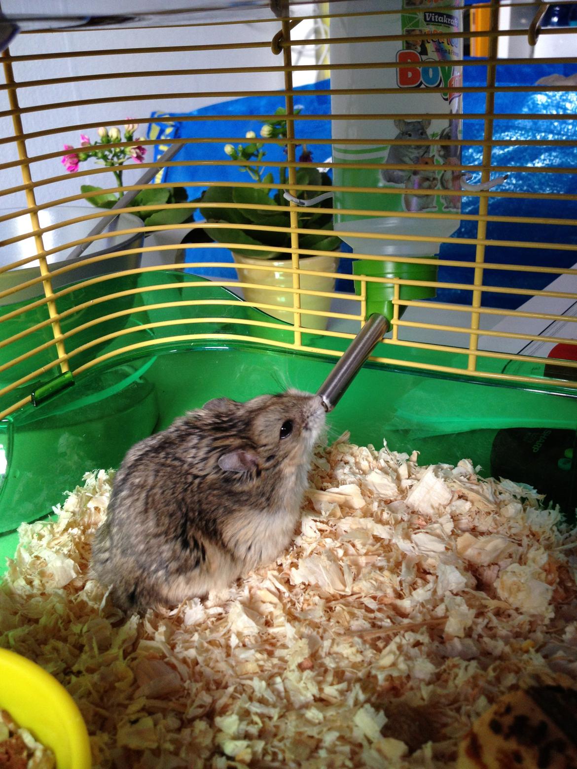 Dværghamster Kolle billede 10