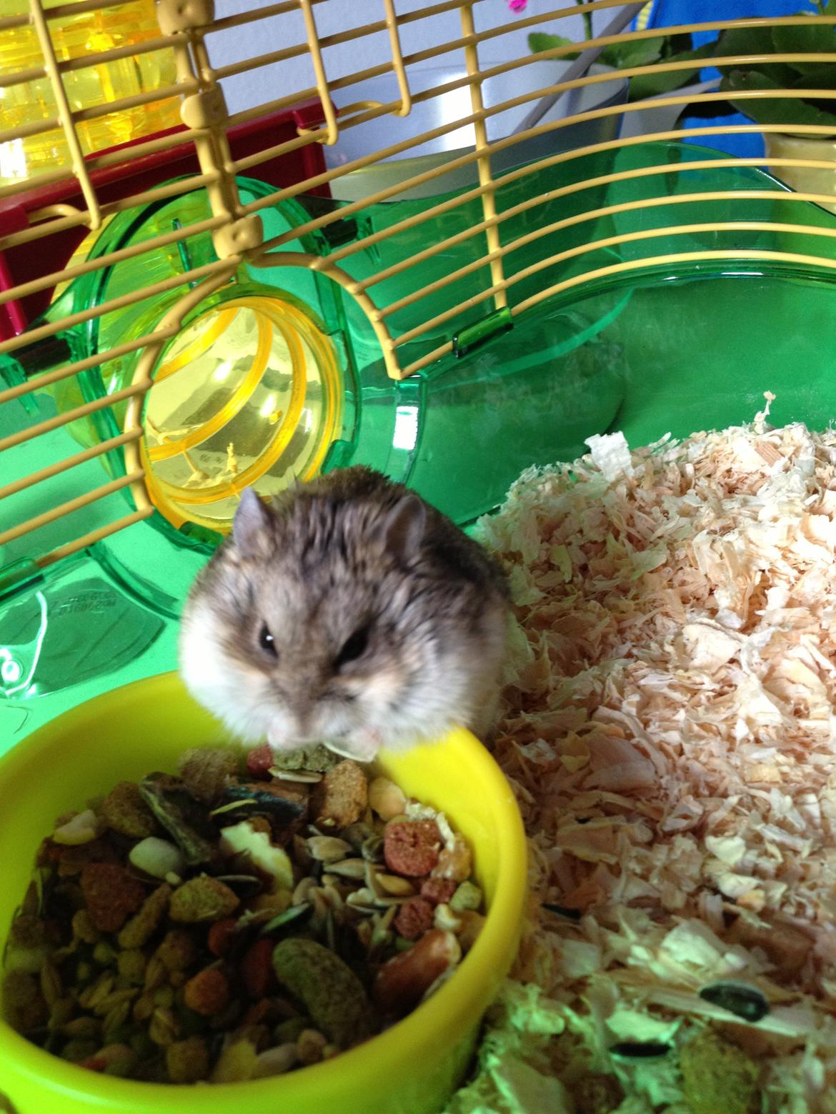 Dværghamster Kolle billede 11