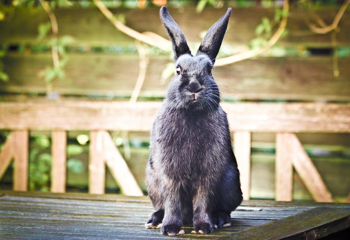 Kanin Mercedes Mayback billede 7