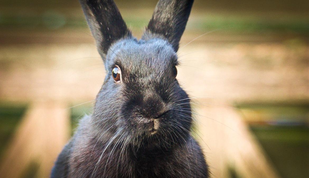 Kanin Mercedes Mayback billede 4