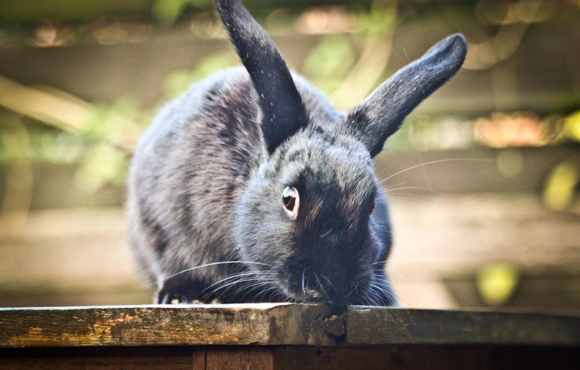 Kanin Mercedes Mayback billede 9