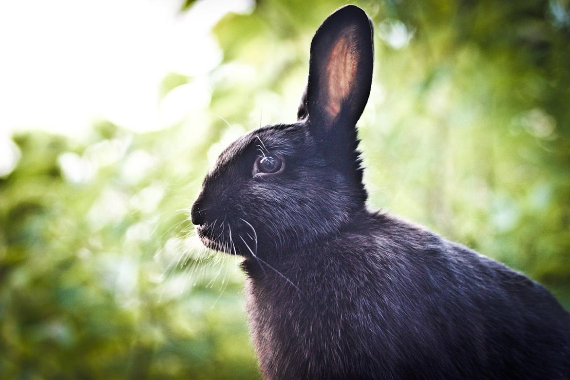 Kanin Mercedes Mayback billede 5