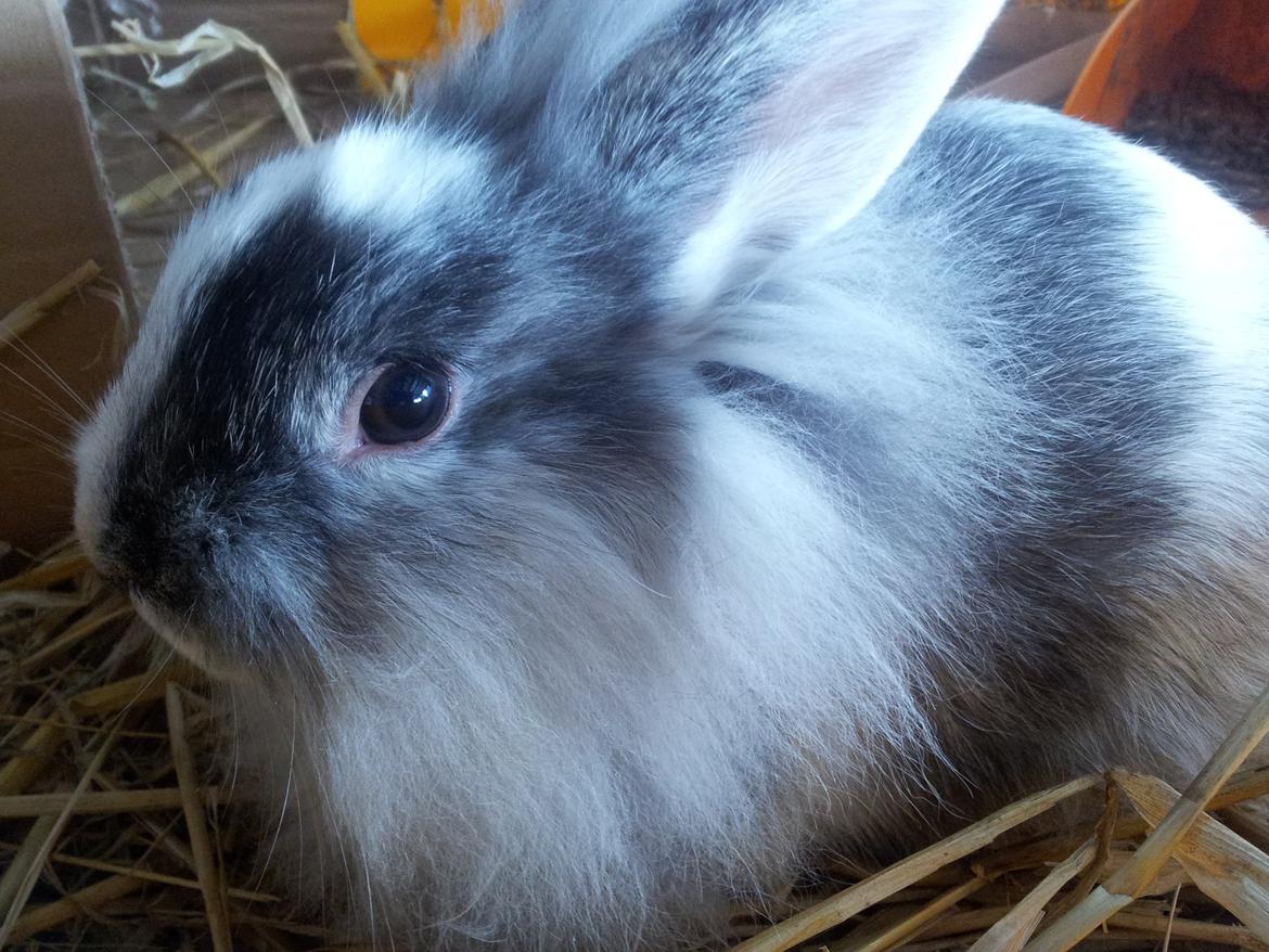 Kanin Chester billede 12