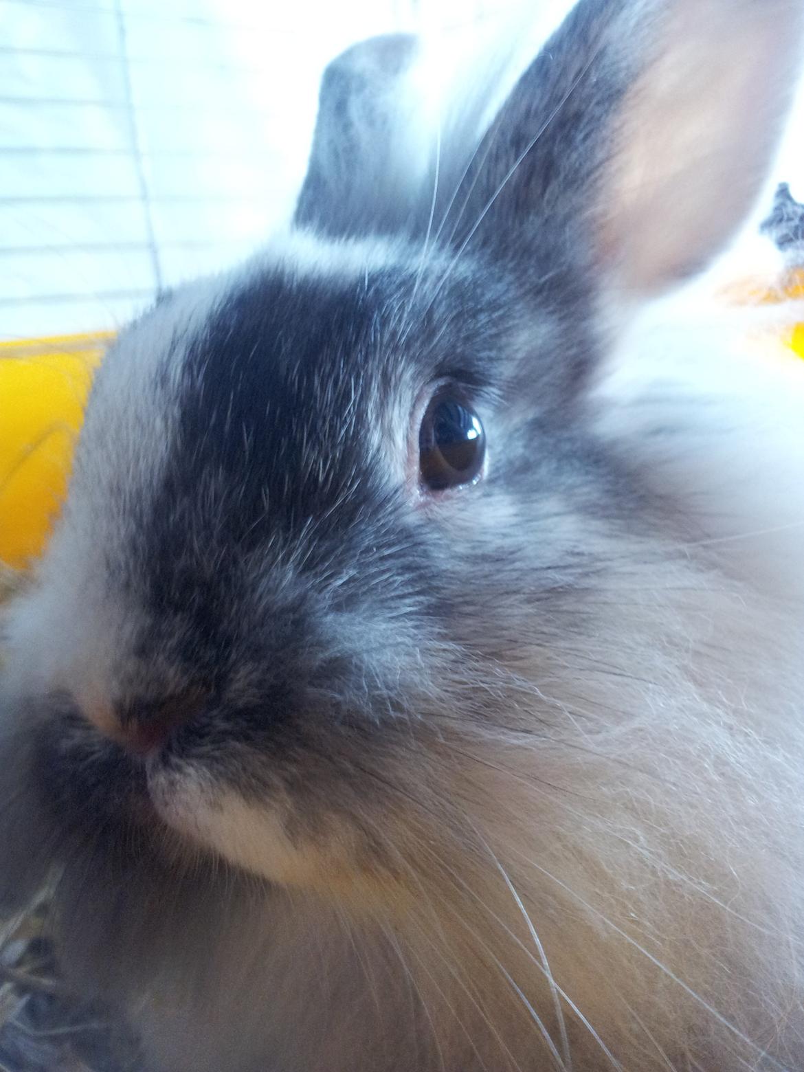 Kanin Chester billede 14