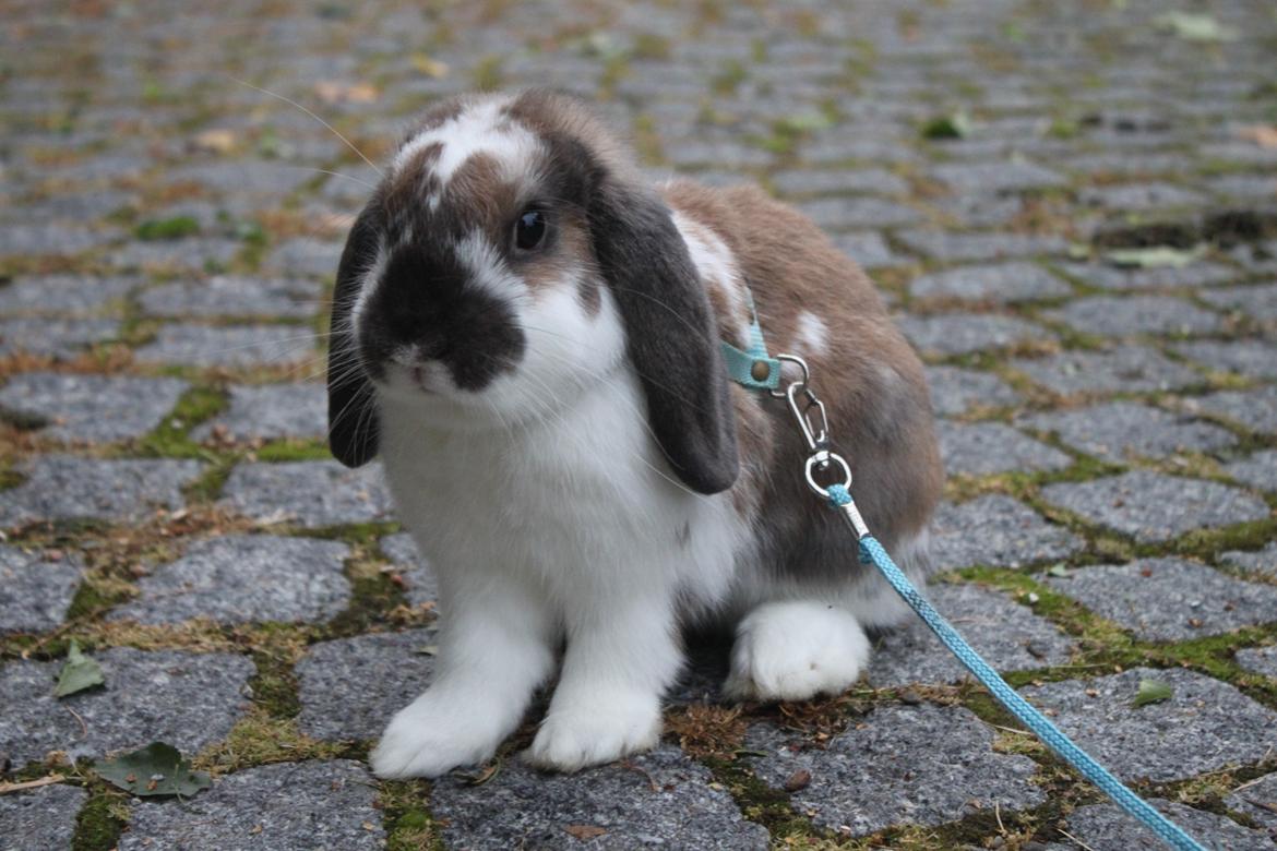 Kanin CAs Arecurius Donn billede 3