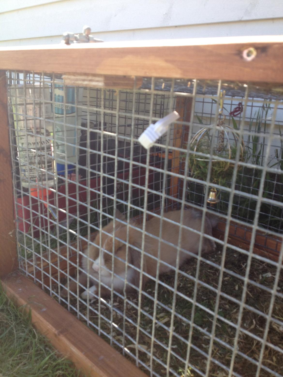 Kanin Nugga<3 R.I.P<33 billede 2