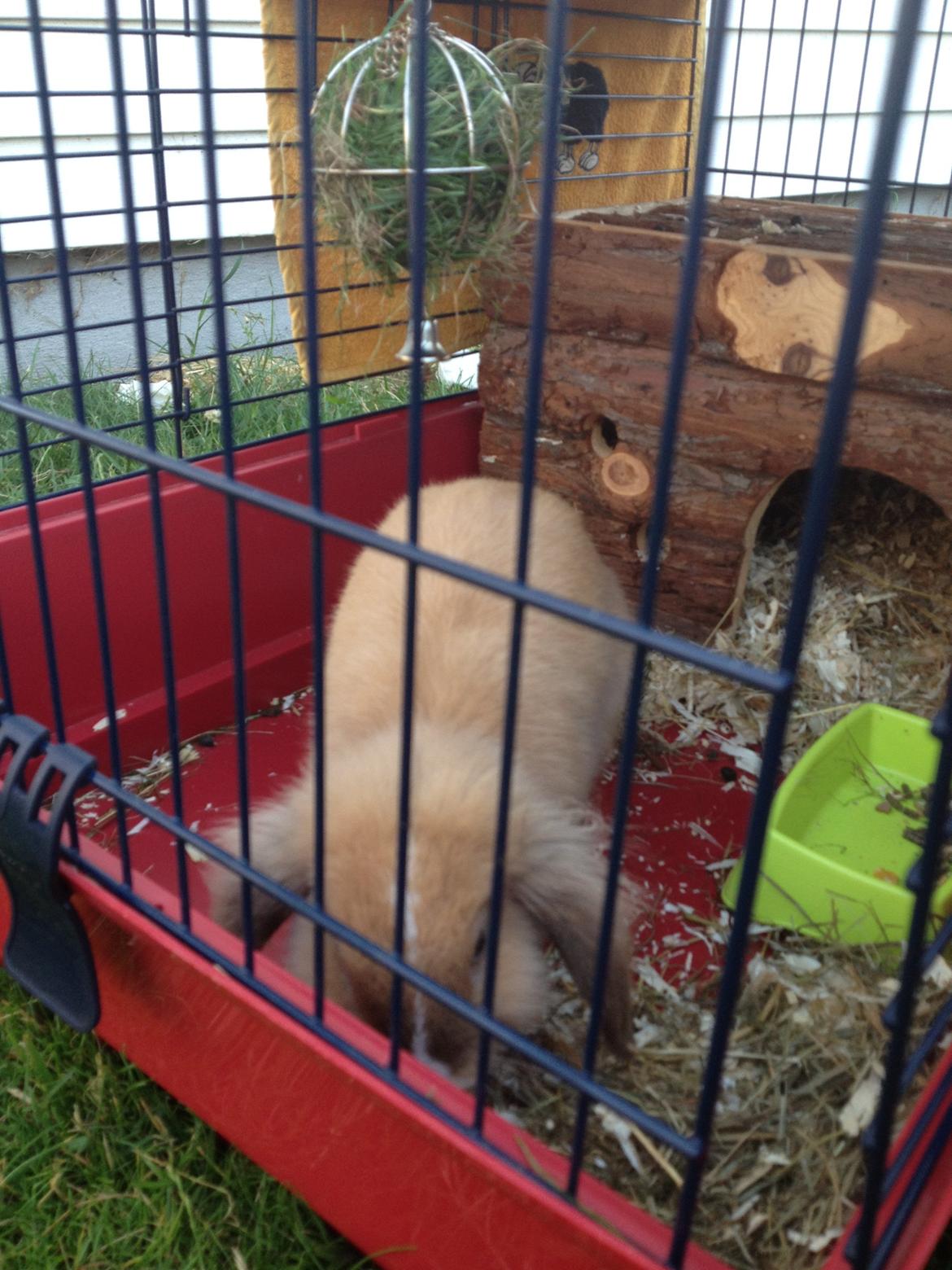 Kanin Nugga<3 R.I.P<33 billede 3