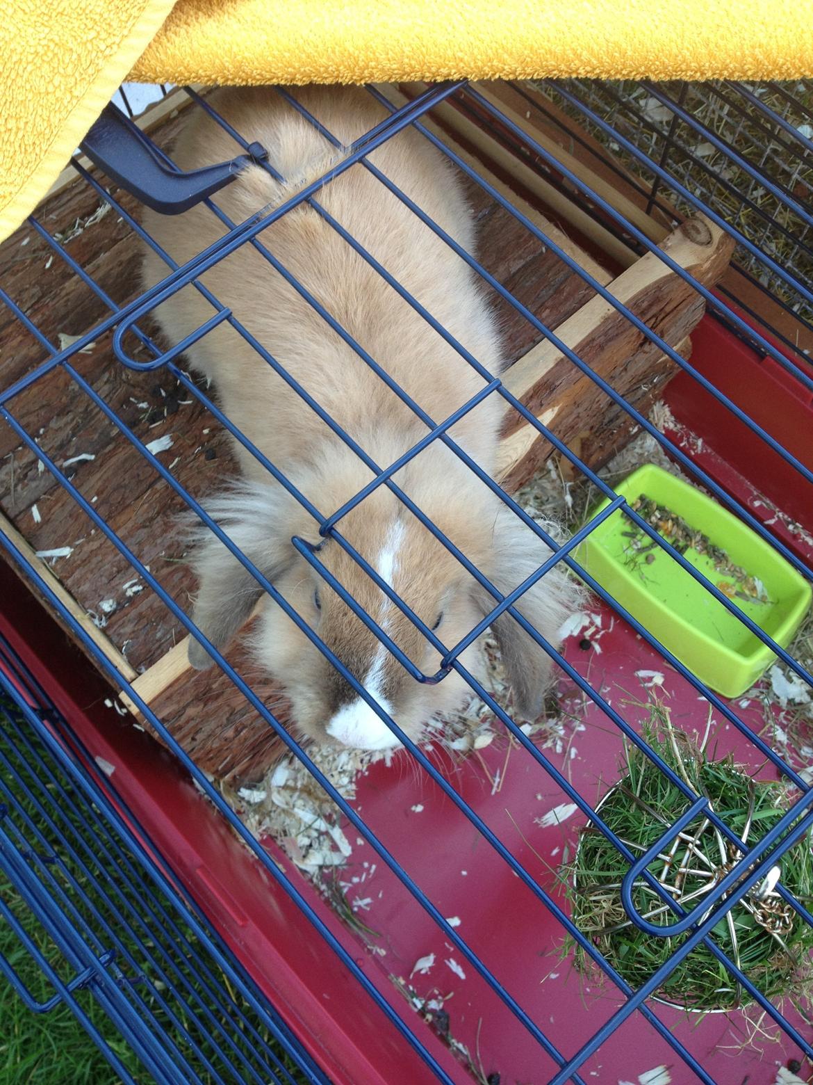 Kanin Nugga<3 R.I.P<33 billede 4