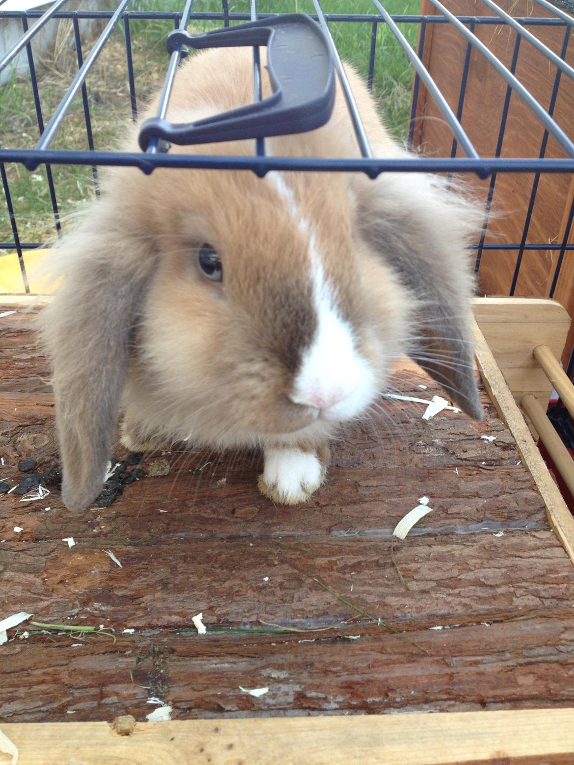 Kanin Nugga<3 R.I.P<33 - velkommen til nugga´s profil:-) billede 1