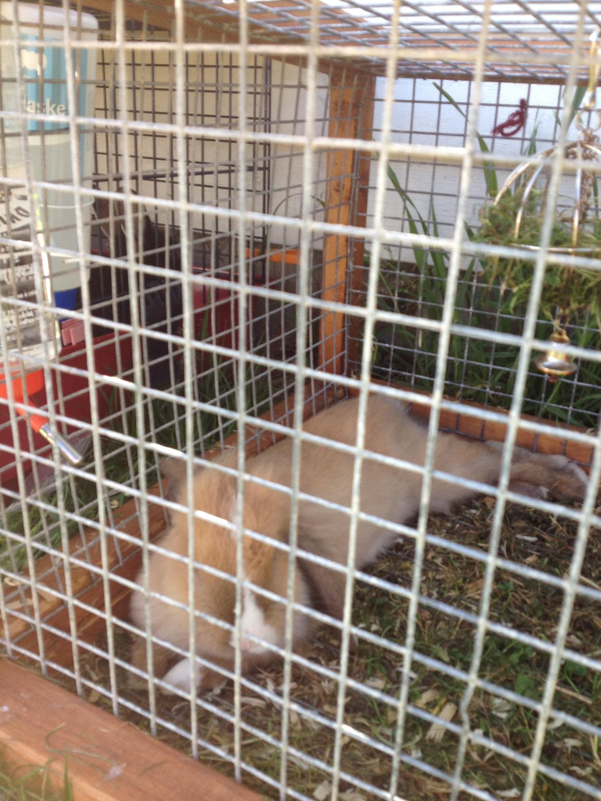 Kanin Nugga<3 R.I.P<33 billede 7