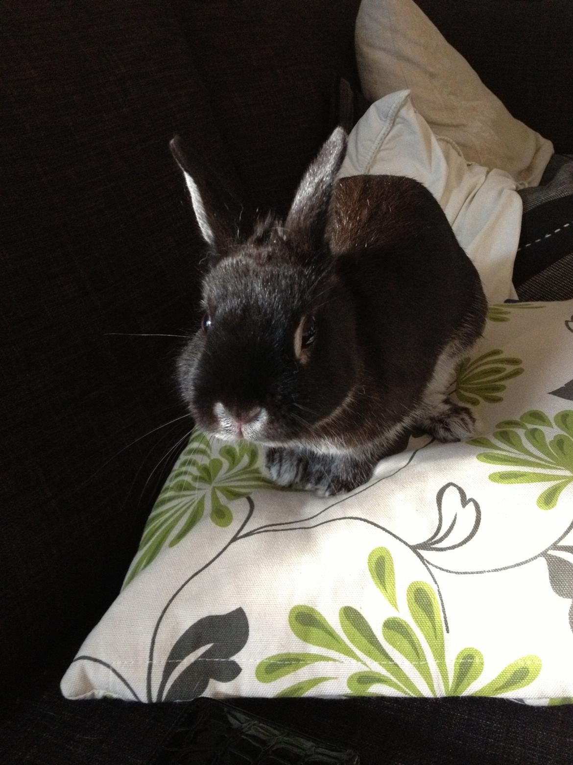 Kanin Grani billede 1