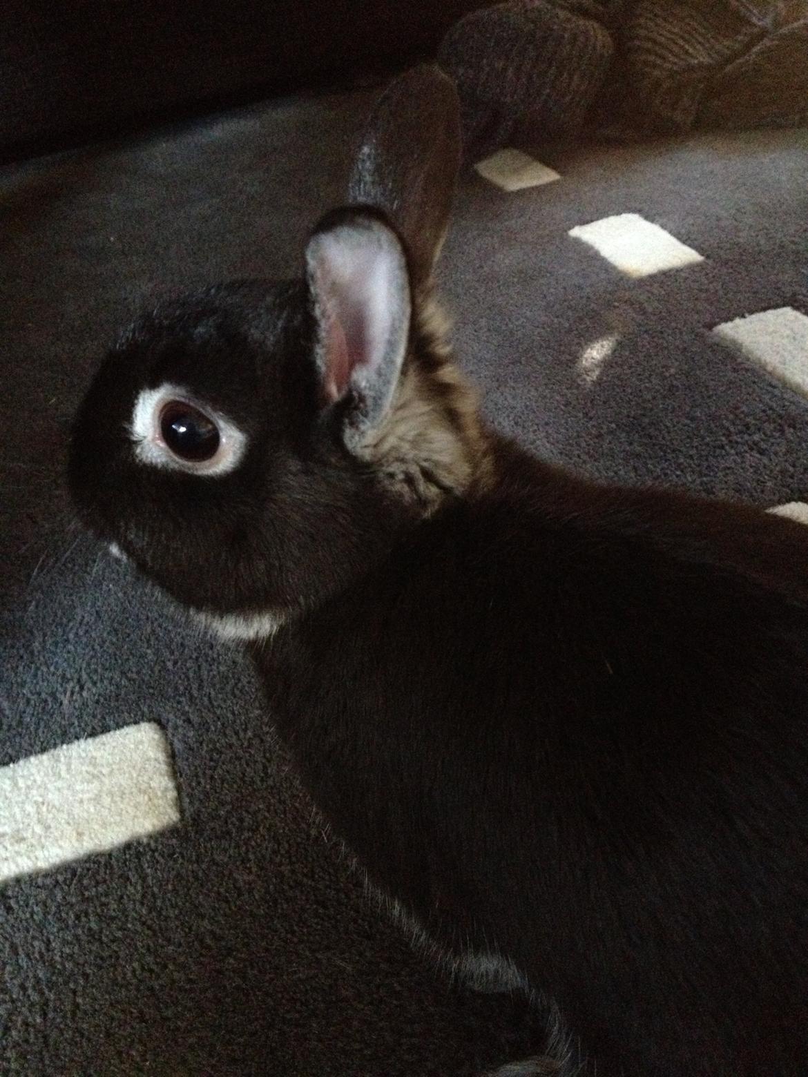 Kanin Grani billede 2