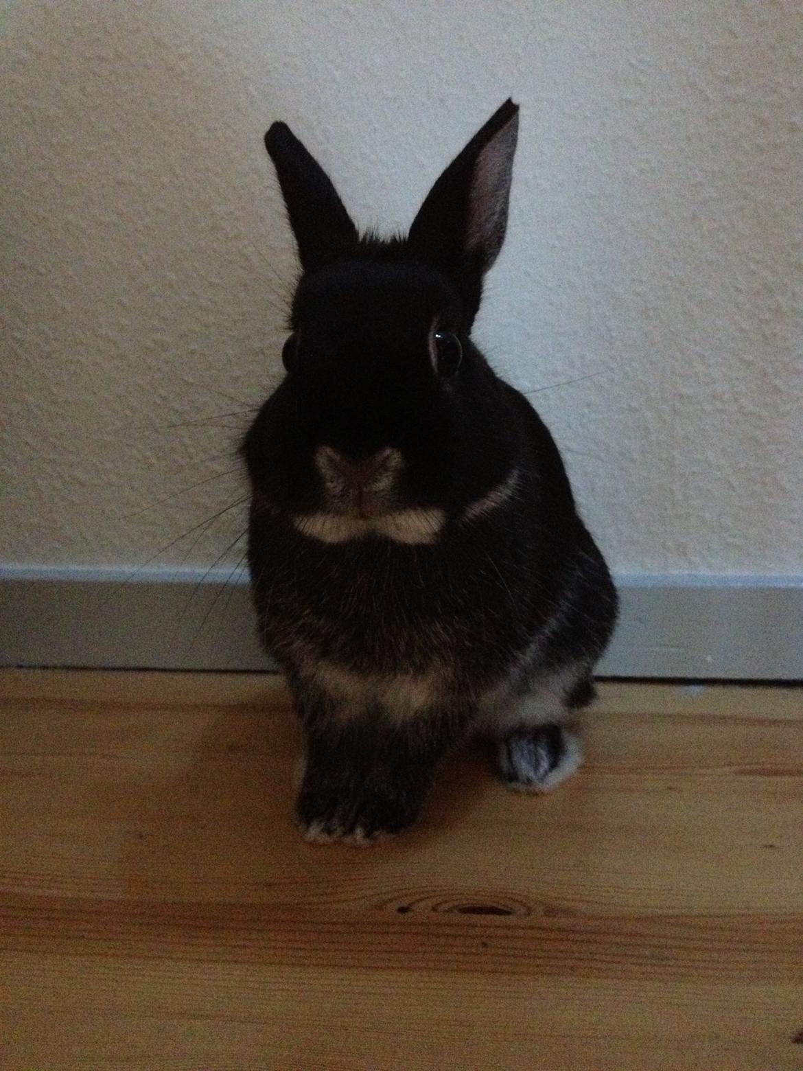 Kanin Grani billede 3