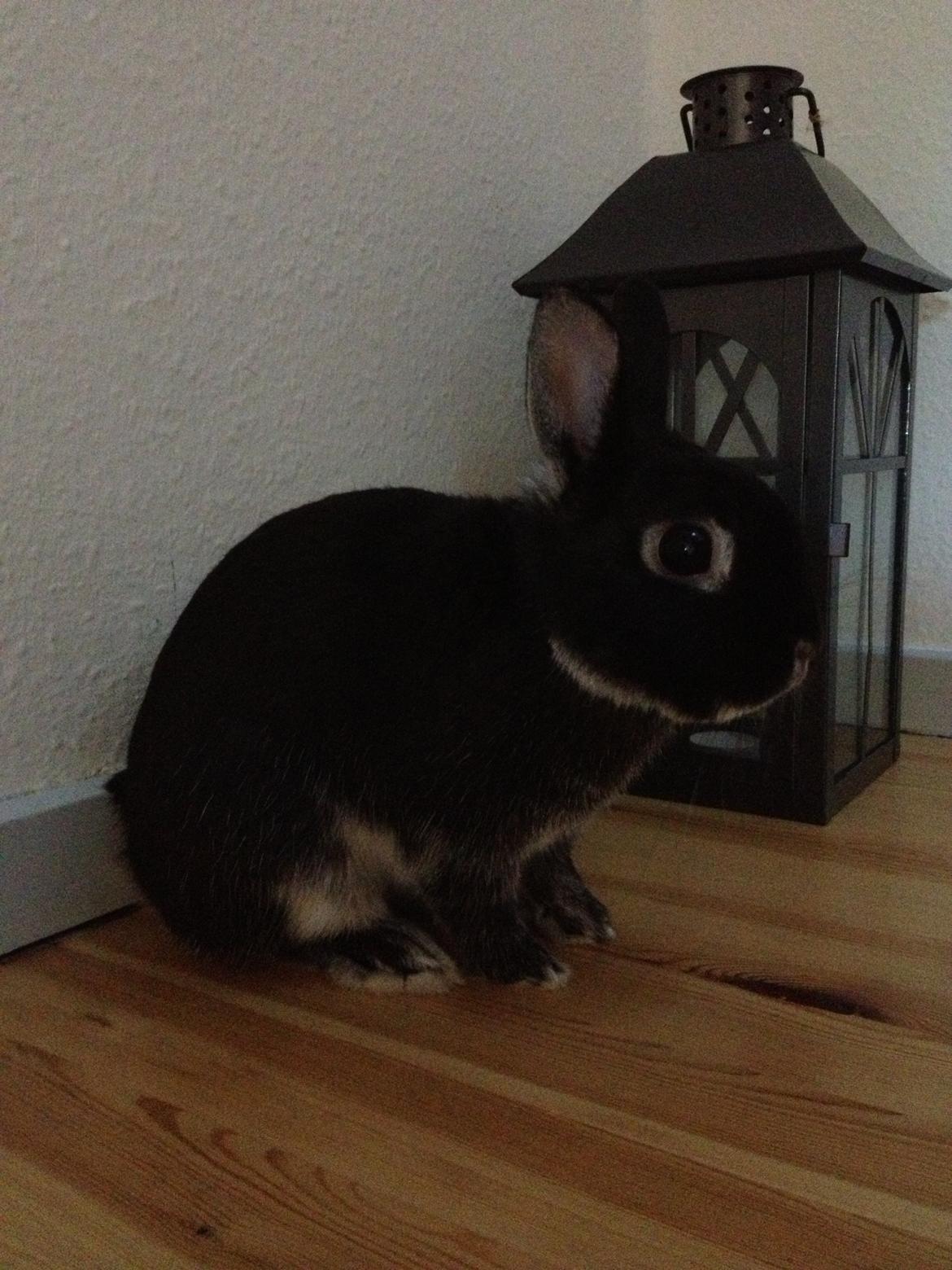 Kanin Grani billede 4