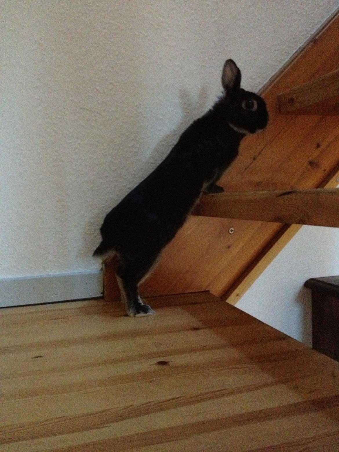 Kanin Grani billede 5