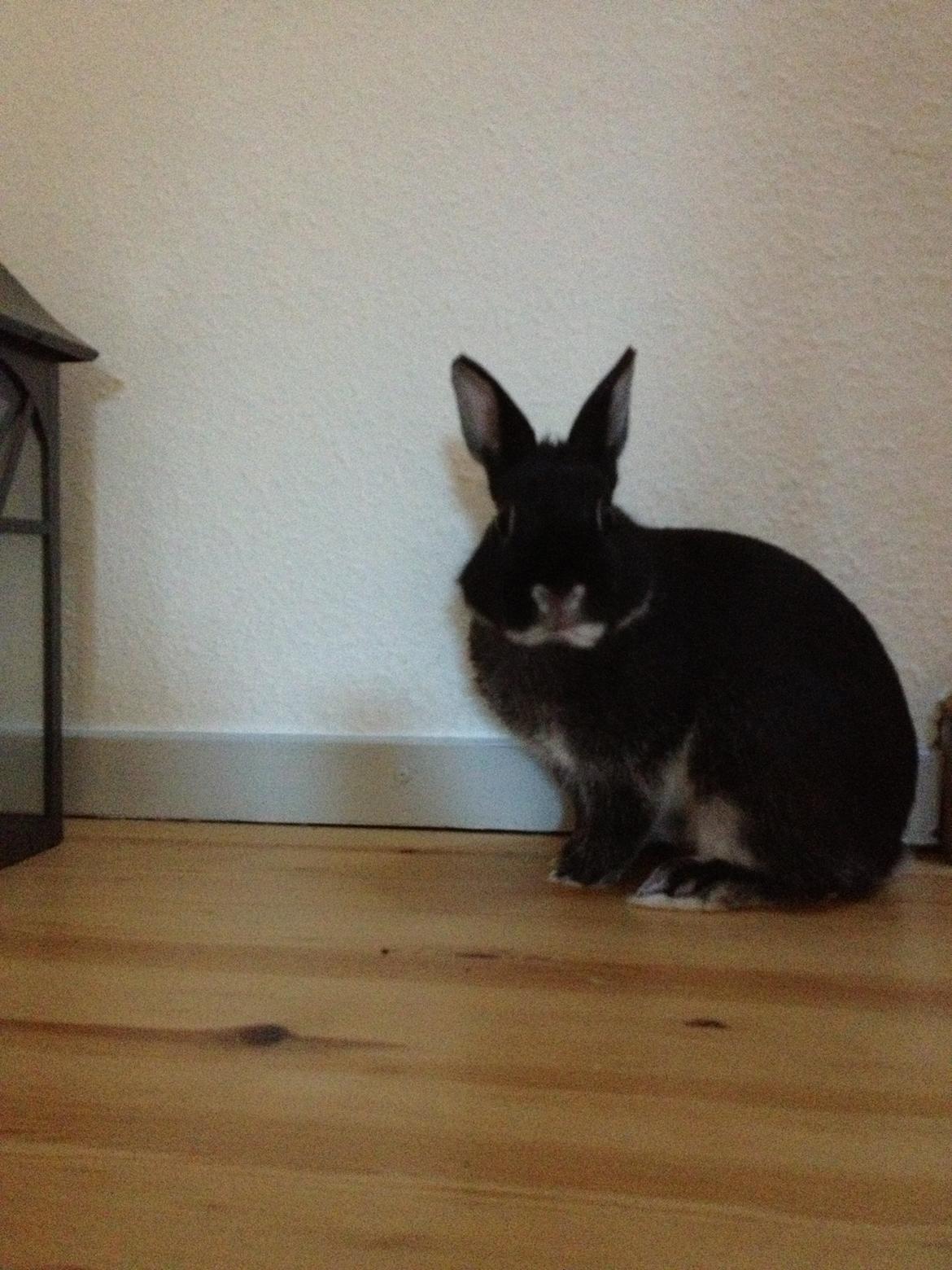 Kanin Grani billede 6