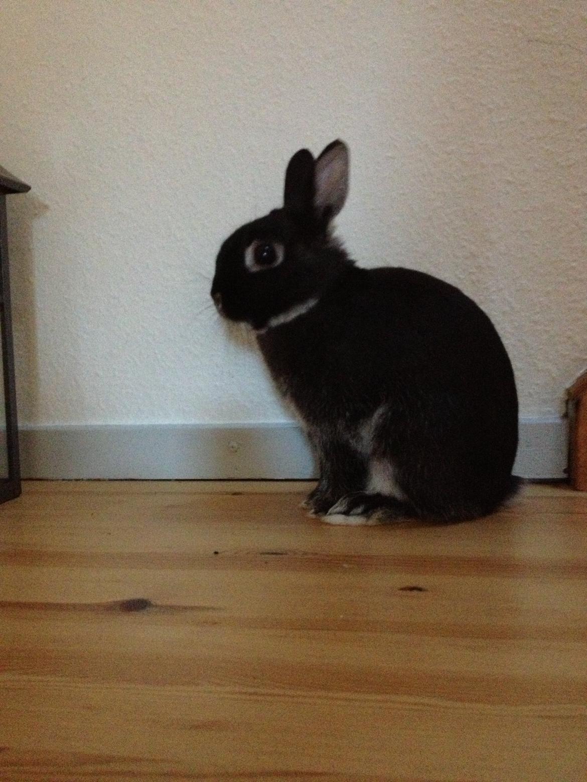 Kanin Grani billede 7