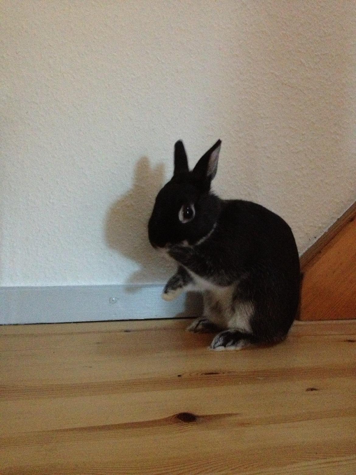 Kanin Grani billede 8