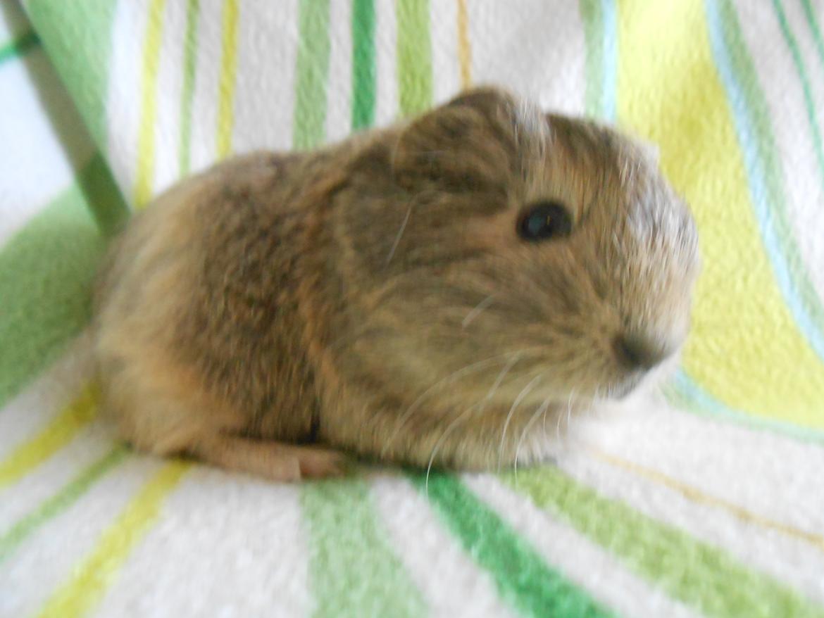 Marsvin Hurley von Moeskjær billede 1