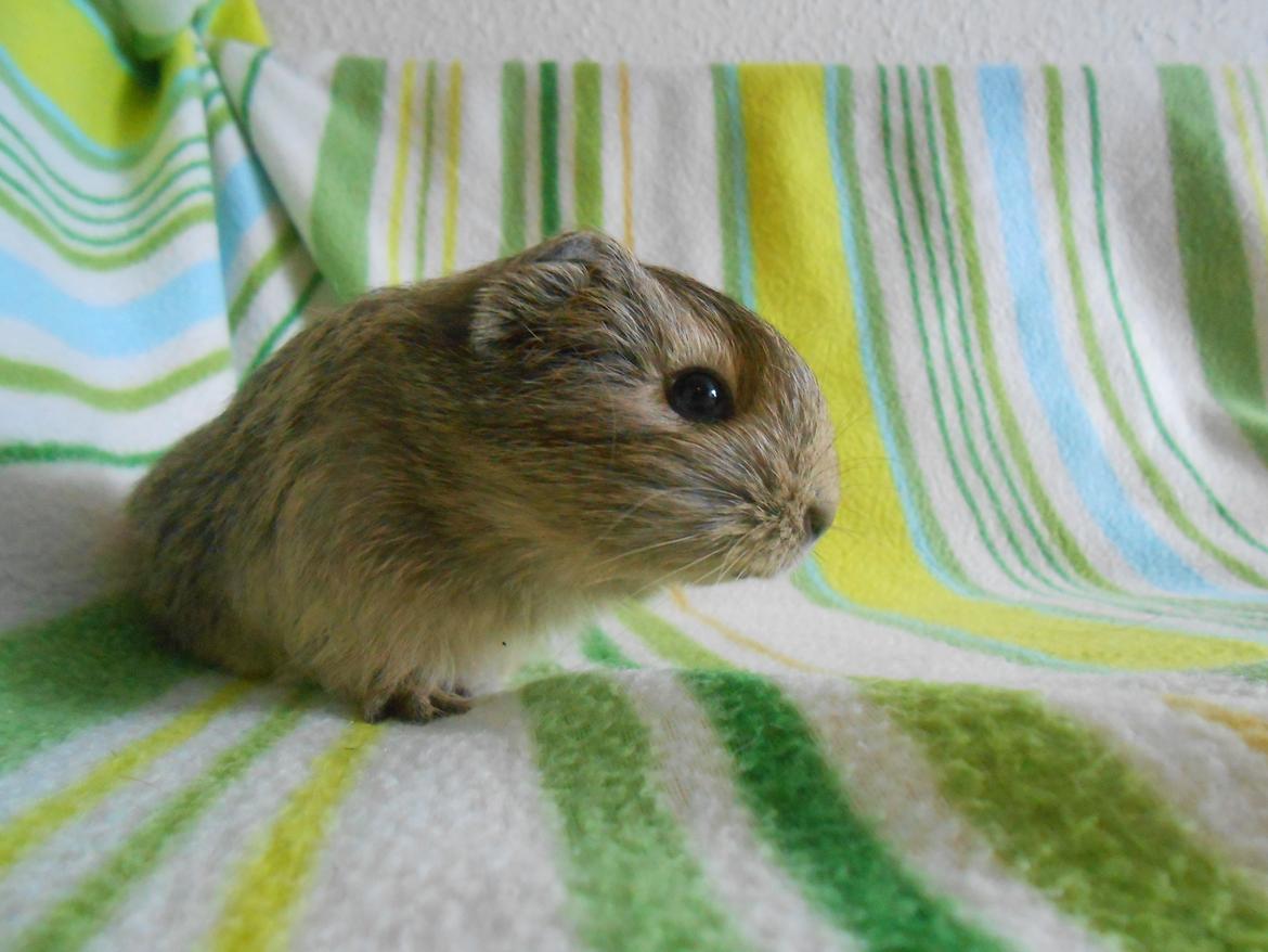 Marsvin Hurley von Moeskjær billede 2