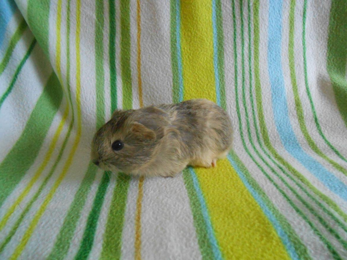 Marsvin Hurley von Moeskjær billede 3