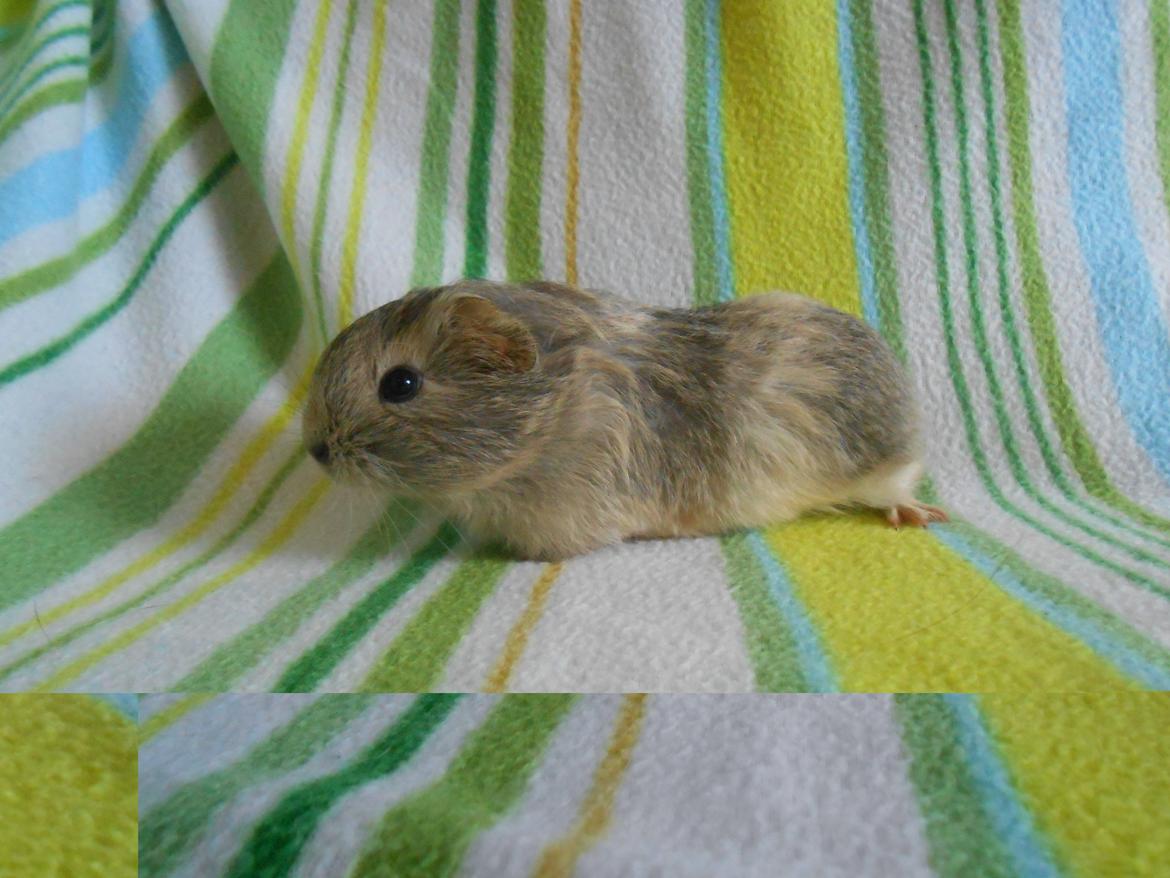 Marsvin Hurley von Moeskjær billede 4