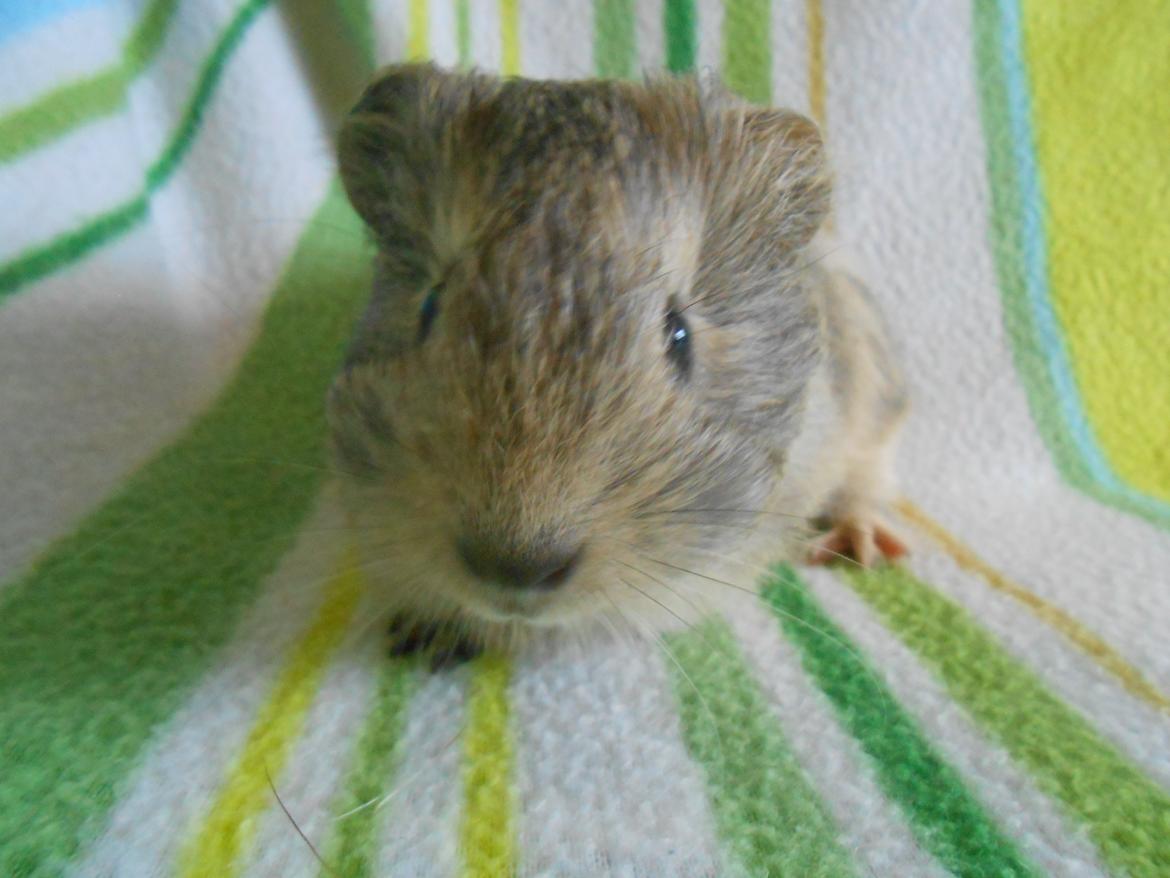 Marsvin Hurley von Moeskjær billede 5