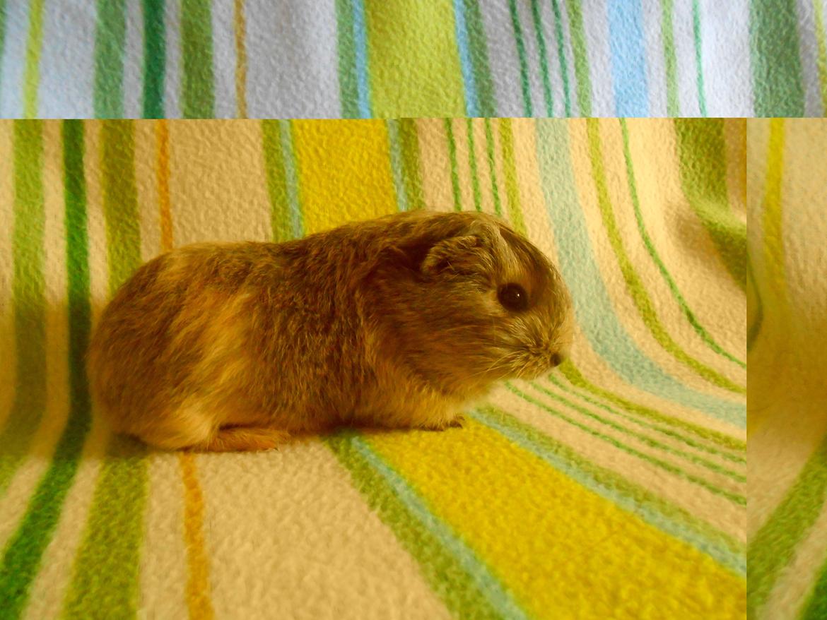 Marsvin Hurley von Moeskjær billede 6