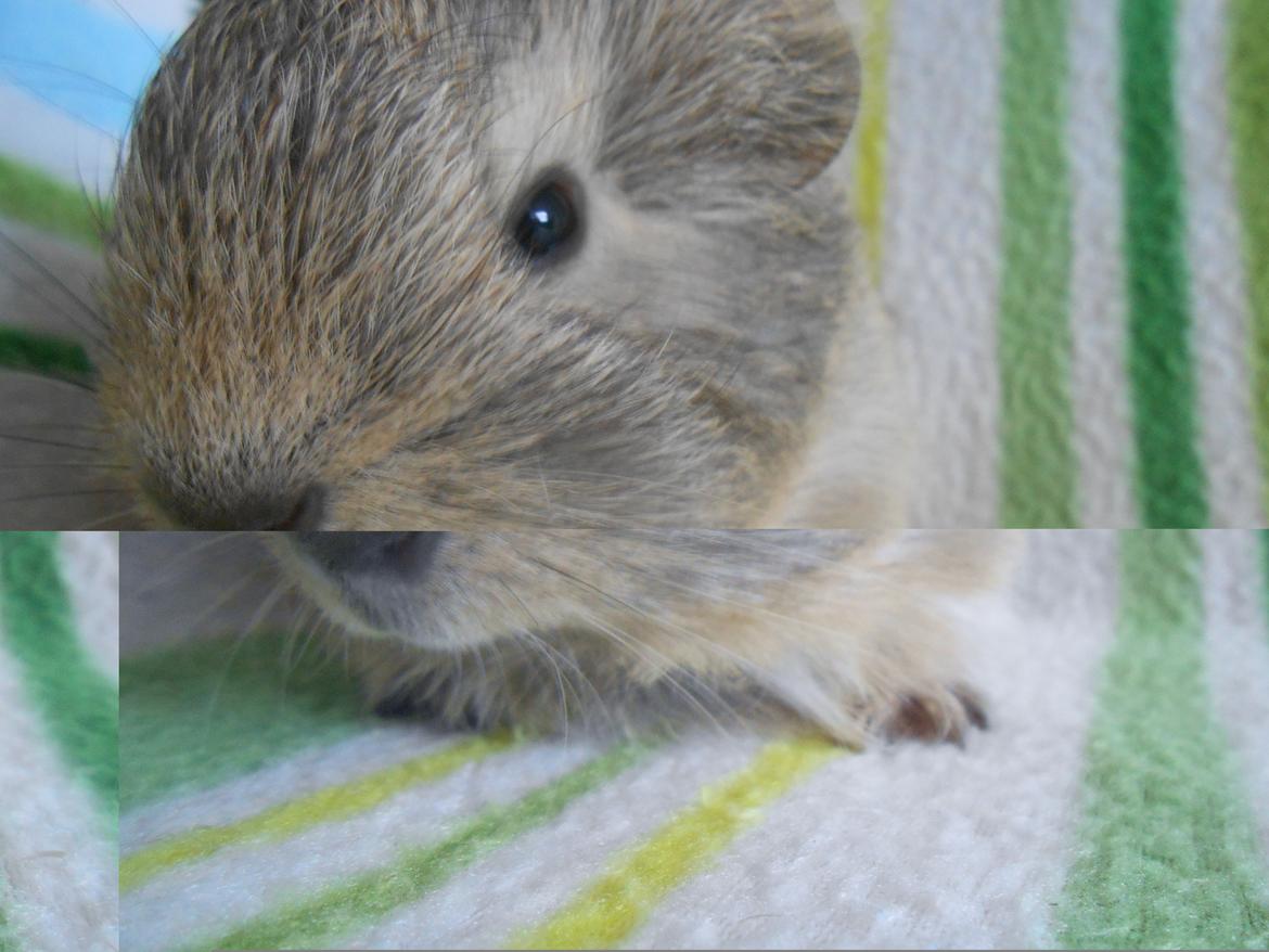 Marsvin Hurley von Moeskjær billede 7