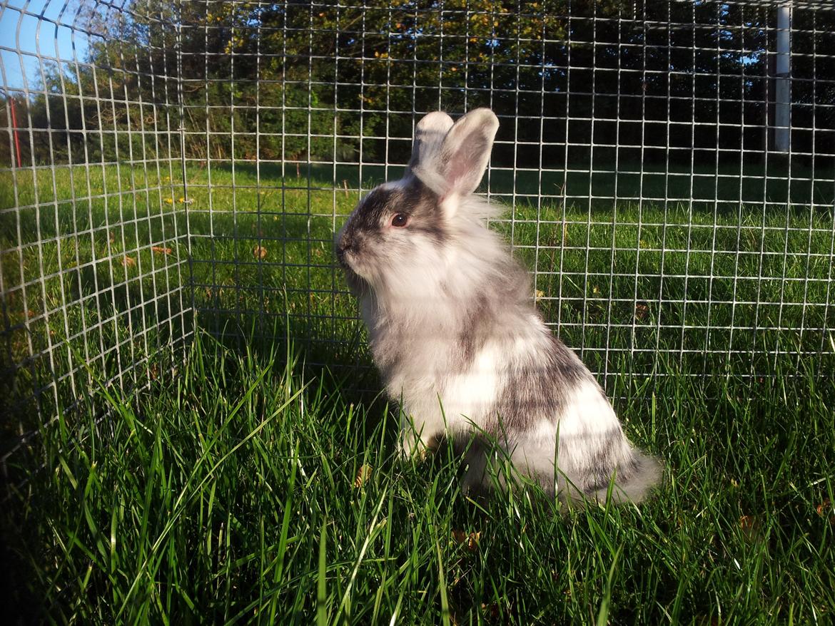 Kanin Chester billede 1