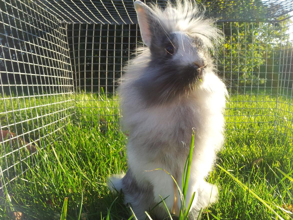 Kanin Chester billede 5