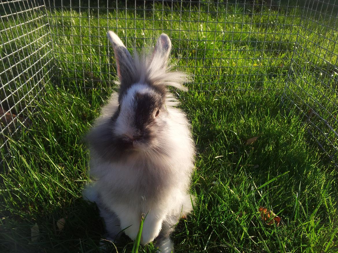 Kanin Chester billede 6