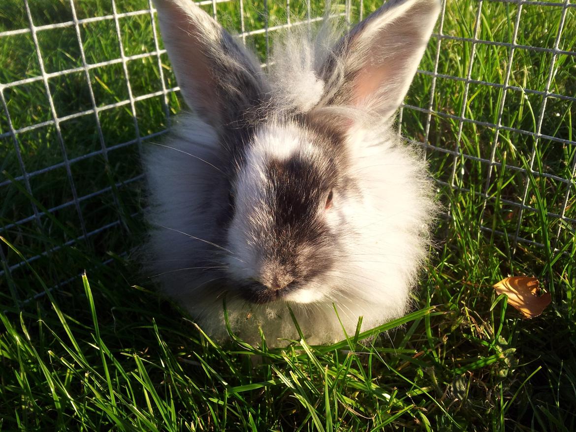 Kanin Chester billede 11