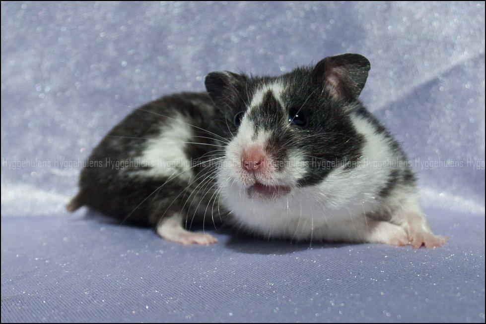Hamster Hyggehulen's Anthea billede 4