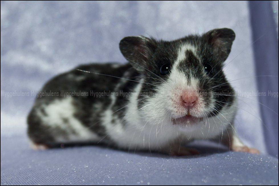 Hamster Hyggehulen's Anthea billede 3