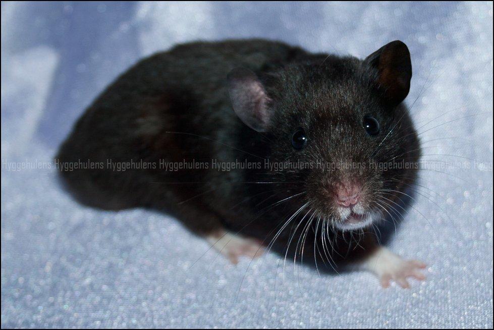 Hamster Hyggehulen's Burton billede 1