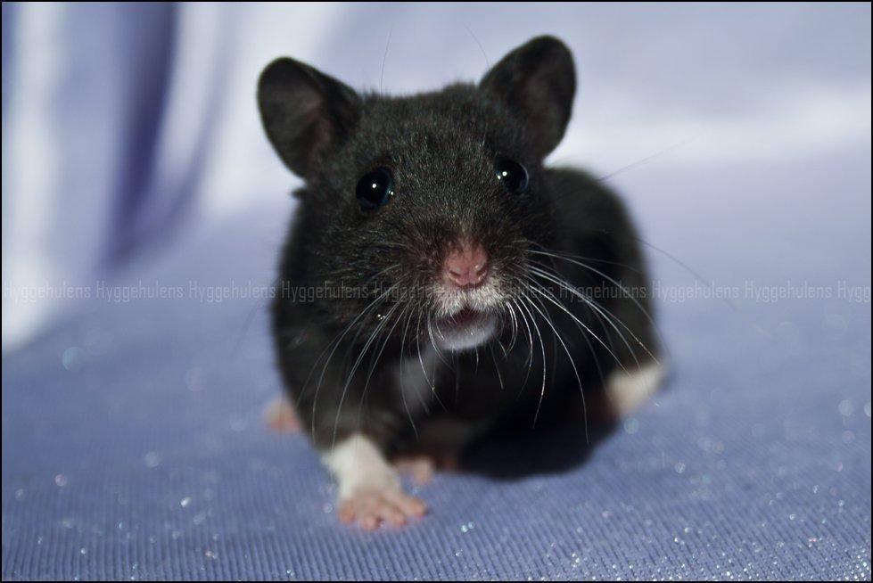 Hamster Hyggehulen's Diablo billede 6