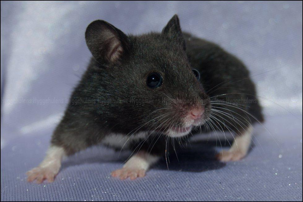 Hamster Hyggehulen's Diablo billede 7