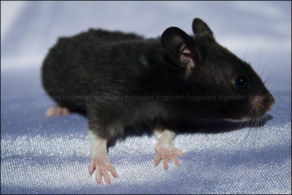 Hamster Hyggehulen's Diablo billede 8