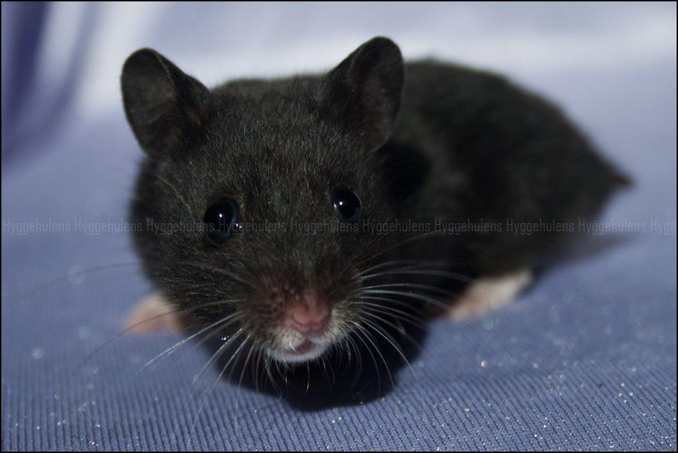 Hamster Hyggehulen's Diablo billede 9