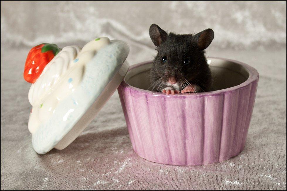 Hamster Hyggehulen's Diablo billede 10